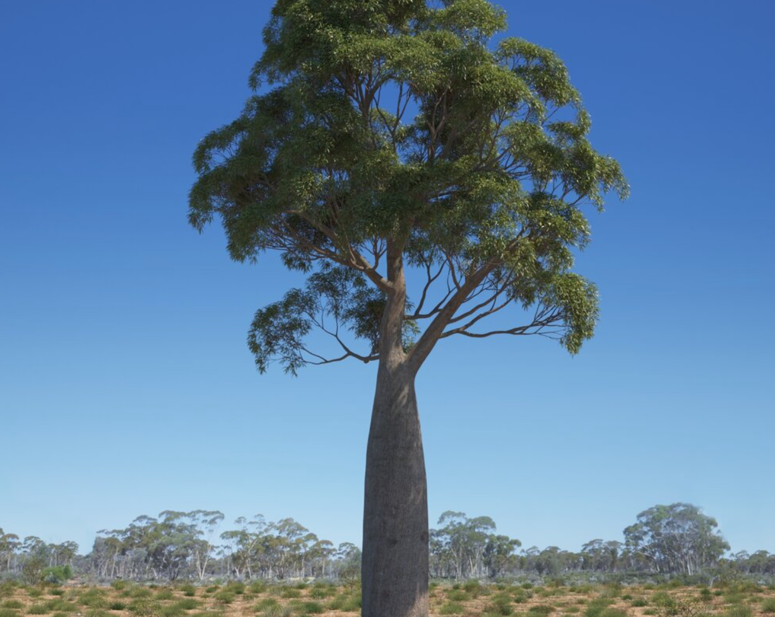 Brachychiton rupestris (Queensland Bottle Tree)