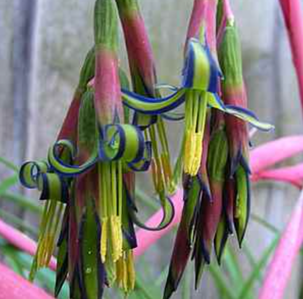 Bilbergia nutans (Queen’s tears)