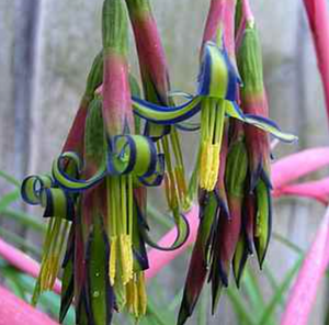 Bilbergia nutans (Queen’s tears)