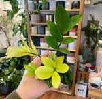 Load image into Gallery viewer, Variegated ZZ Plant
