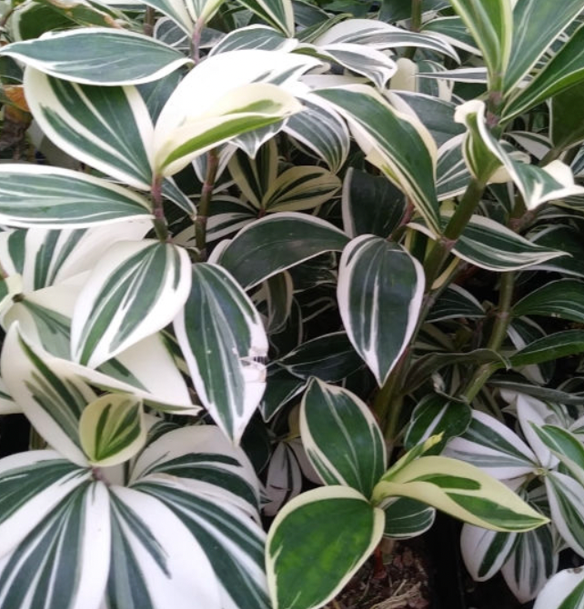 Costus arabicus (Variegated spiral ginger)