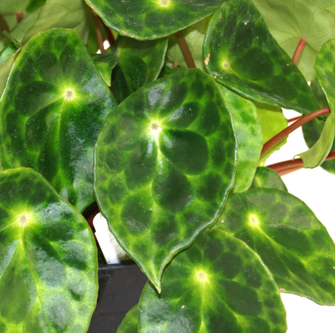 Begonia kingianum