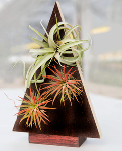 PRE ORDER - Christmas Tree w/ tillandsia