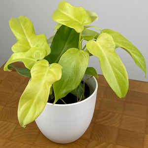 Philodendron 'Golden Violin'