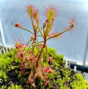 Drosera madagascariensis