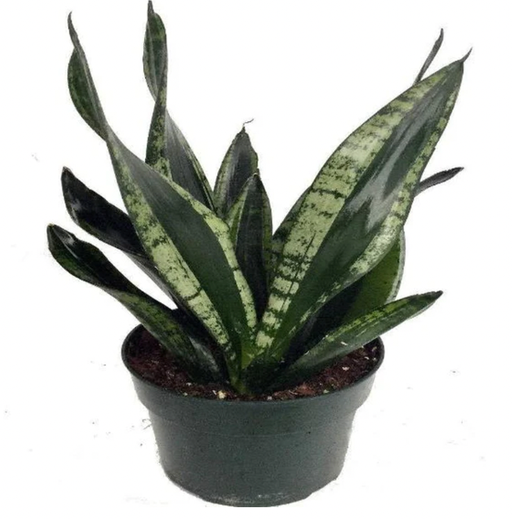 Sansevieria trifasciata 'Whitney'