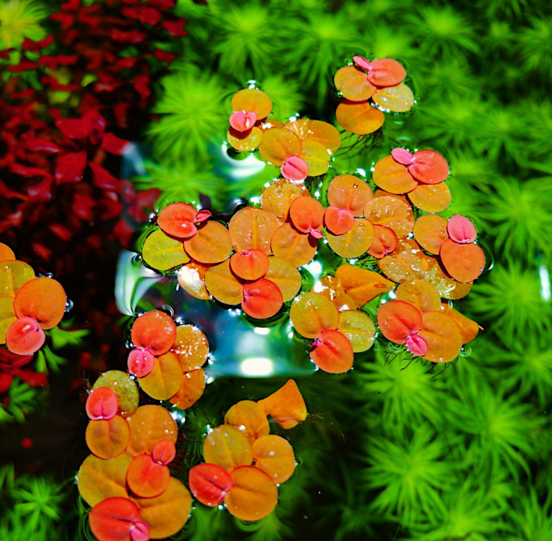 Phyllanthus fluitans (Red Root Floater) - Aquarium Plant