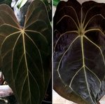 Load image into Gallery viewer, Anthurium &quot;Xenomorph&quot;
