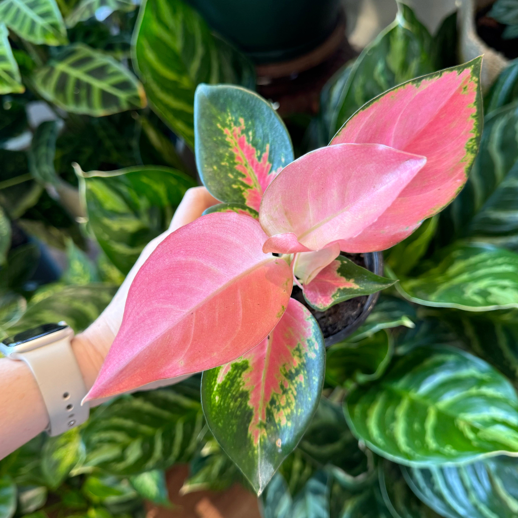 Aglaonema 'China Red'