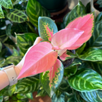 Load image into Gallery viewer, Aglaonema &#39;China Red&#39;
