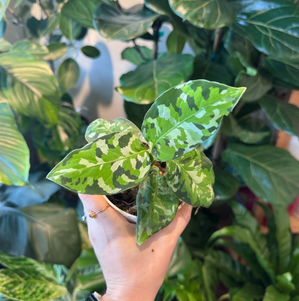 Aglaonema pictum 'Tricolor'