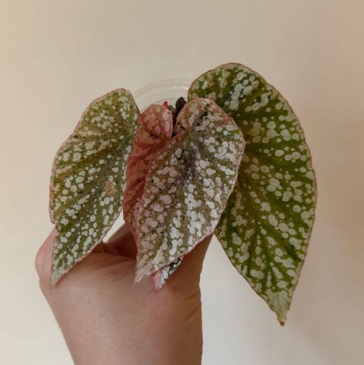 Begonia 'Snow Capped' variegated