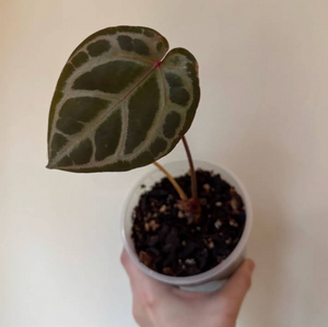 Anthurium Doc Block x red crystallinum