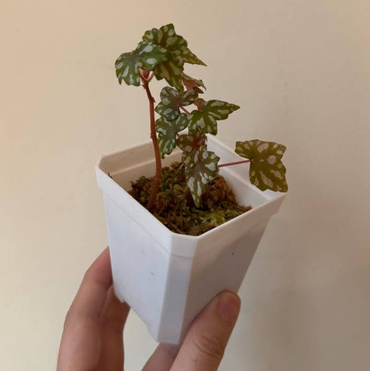 Begonia dregei