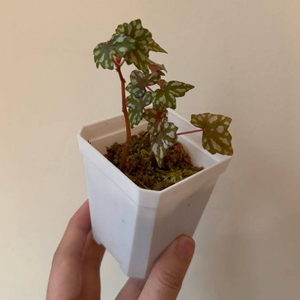 Begonia dregei