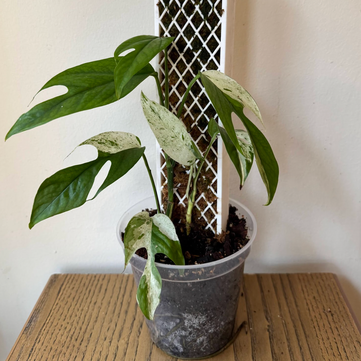 Epipremnum pinnatum "Marble" w/ Plank