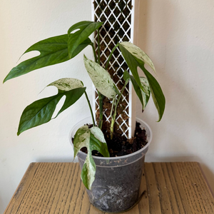 Epipremnum pinnatum "Marble" w/ Plank