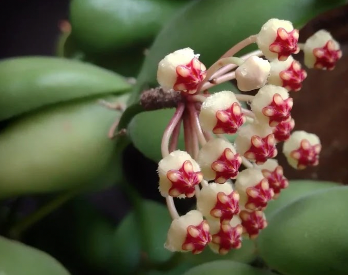 Hoya brevialata