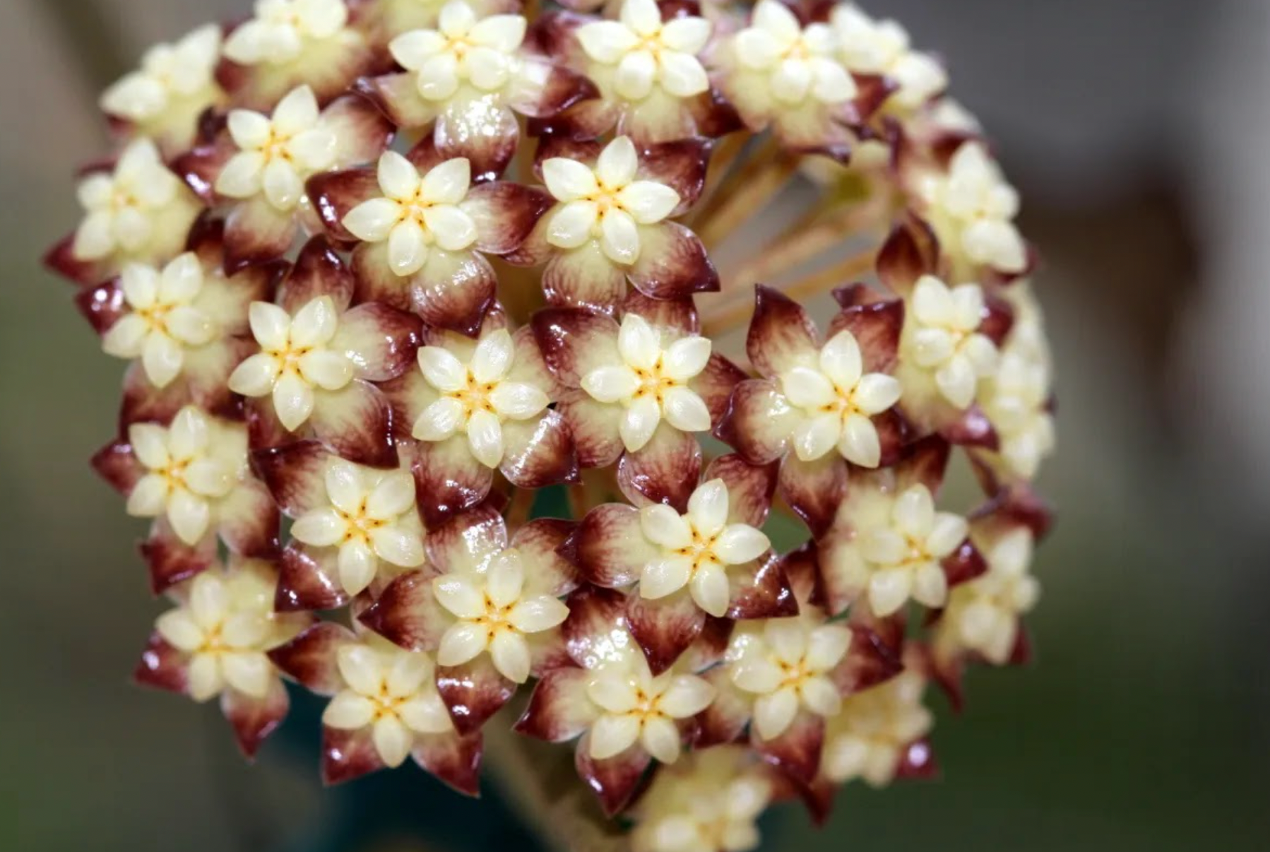 Hoya clemensiorum (Round Form)