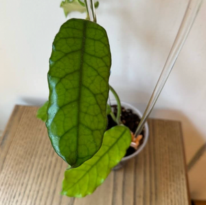 Hoya globulosa