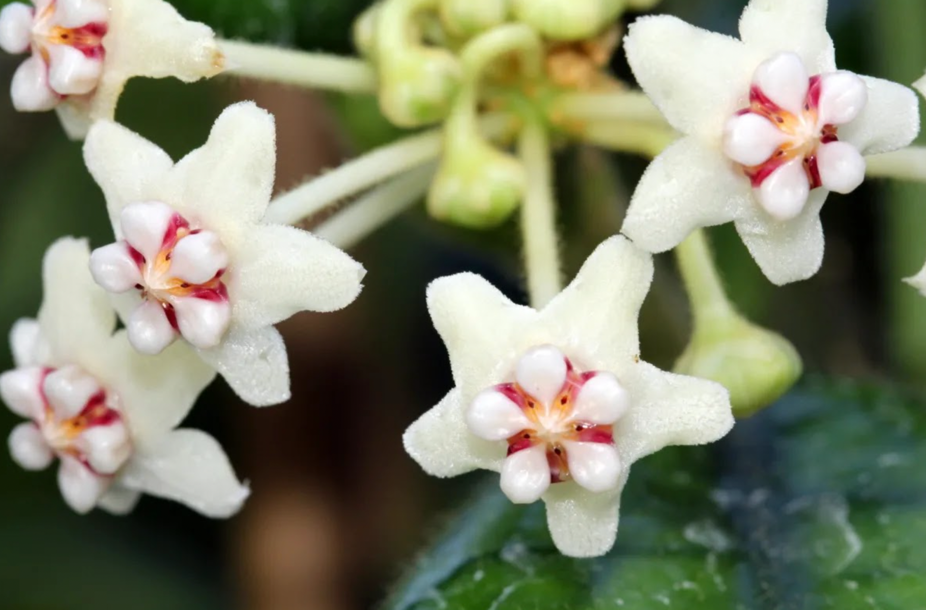 Hoya globulosa
