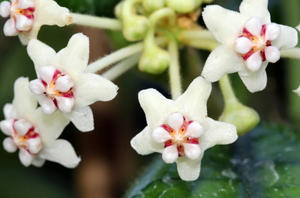 Hoya globulosa