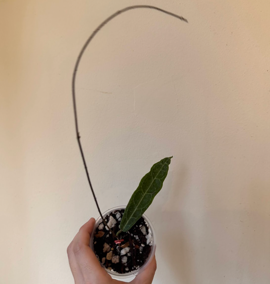 Hoya hypolasia