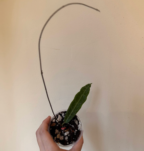 Hoya hypolasia