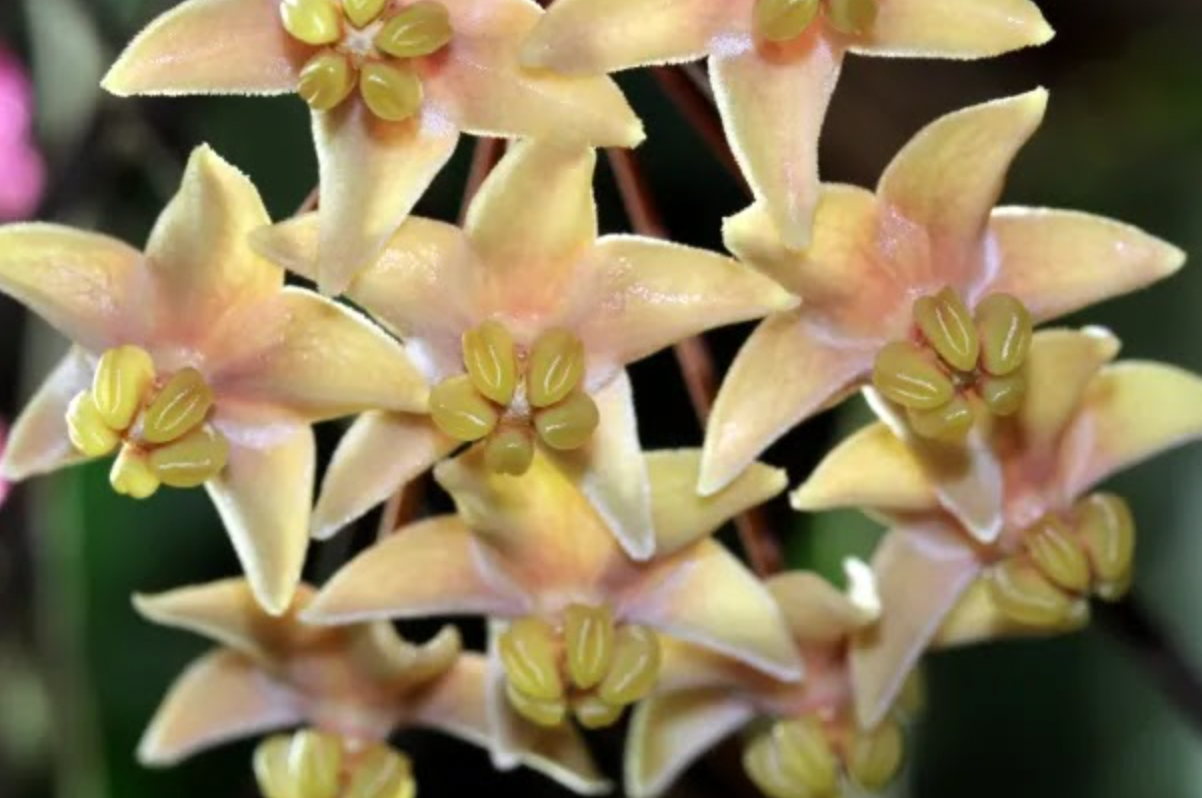 Hoya hypolasia