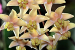 Load image into Gallery viewer, Hoya hypolasia

