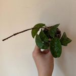 Load image into Gallery viewer, Hoya carnosa &quot;Krinkle 8&quot;
