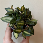 Load image into Gallery viewer, Hoya lacunosa &quot;Queen Midori&quot;

