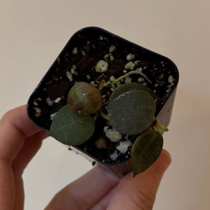 Hoya Lacunosa sp. Aceh