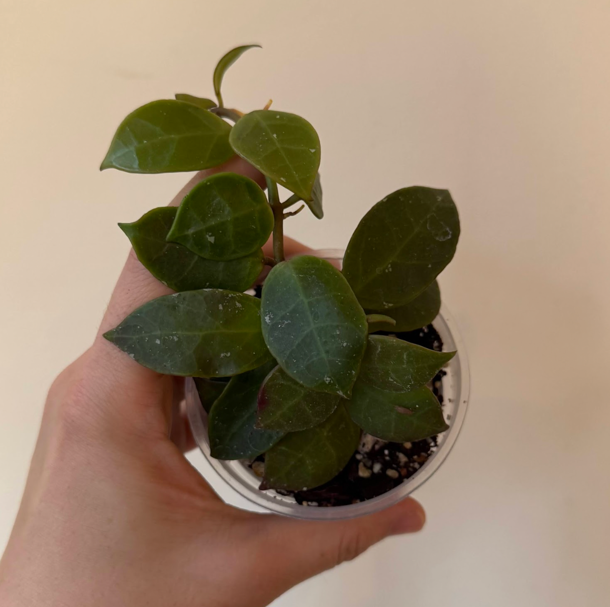 Hoya lacunosa x obscura