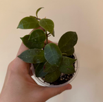 Load image into Gallery viewer, Hoya lacunosa x obscura
