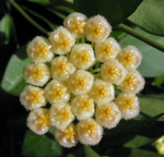 Load image into Gallery viewer, Hoya lacunosa x obscura
