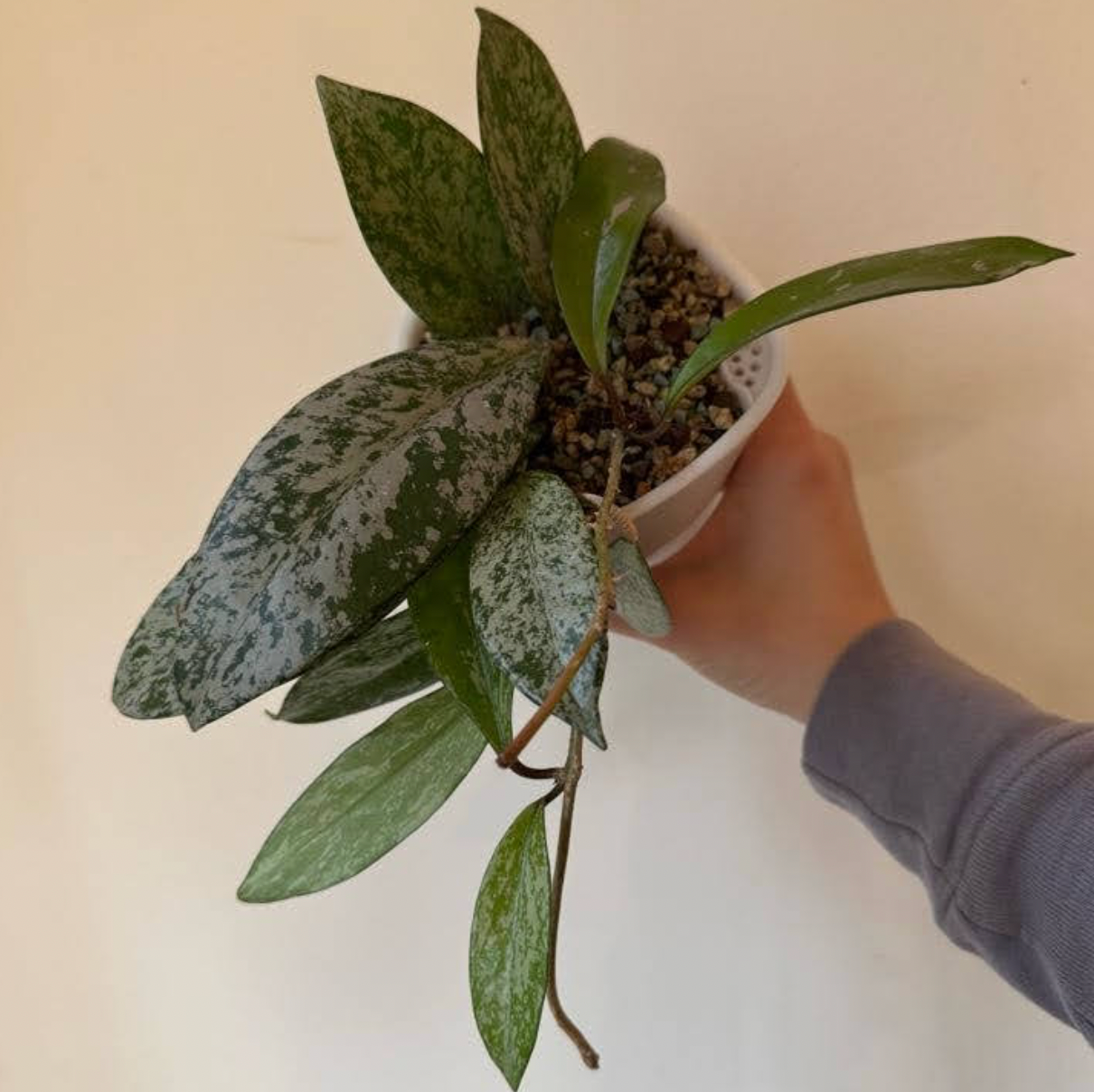 Hoya pubicalyx "Splash"