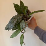 Load image into Gallery viewer, Hoya pubicalyx &quot;Splash&quot;
