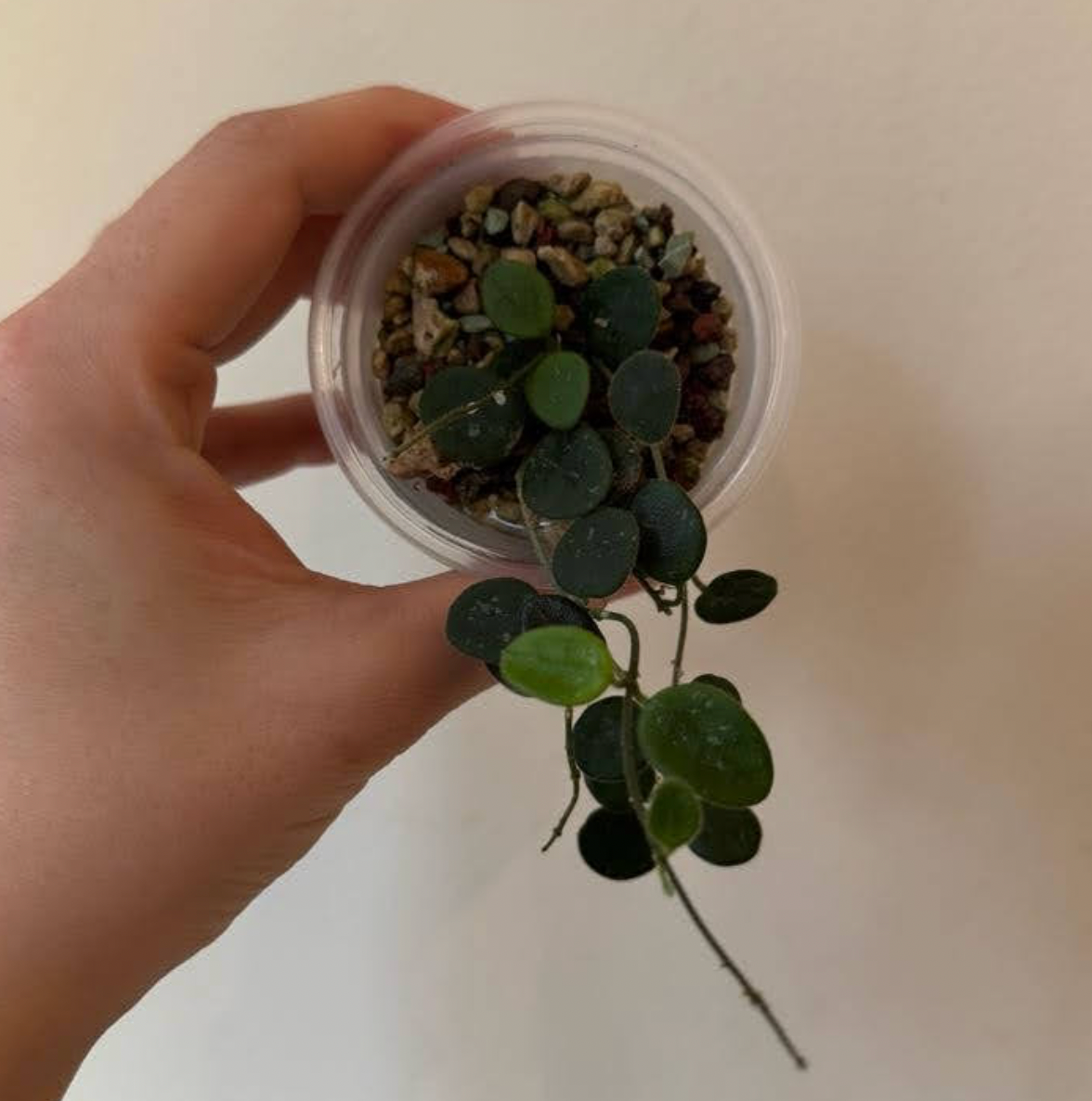 Hoya serpens