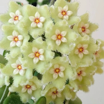 Load image into Gallery viewer, Hoya serpens
