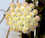 Load image into Gallery viewer, Hoya sp. aff. lacunosa SR 2010-055
