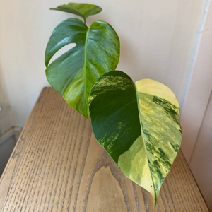 Monstera deliciosa var. borsigiana 'Marmorata Aurea'