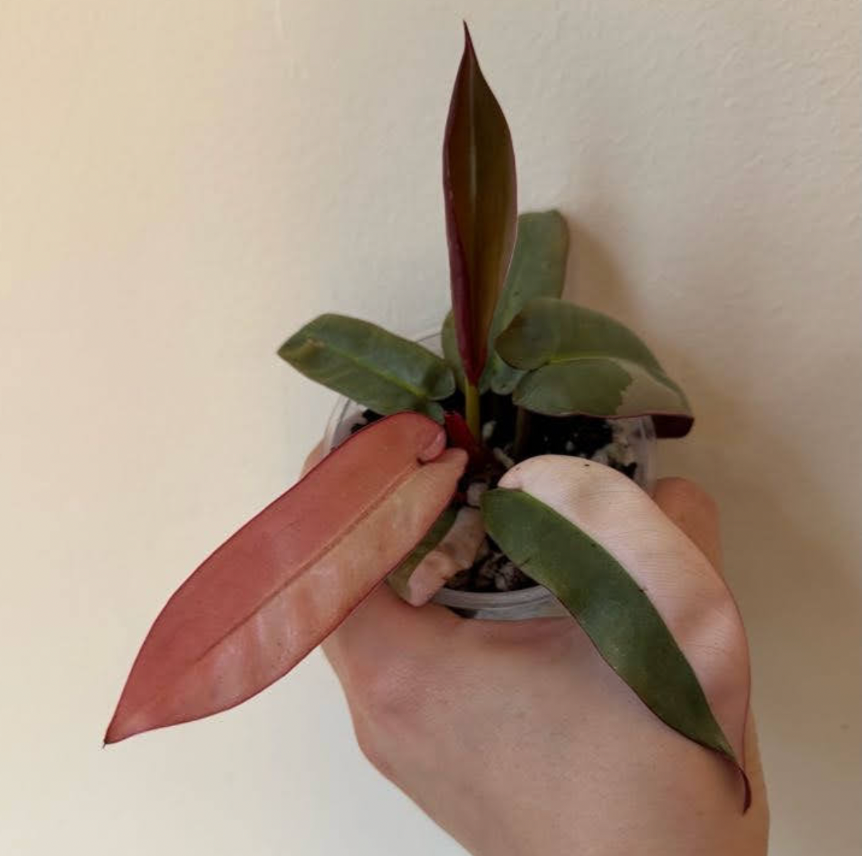Philodendron atabapoense variegated
