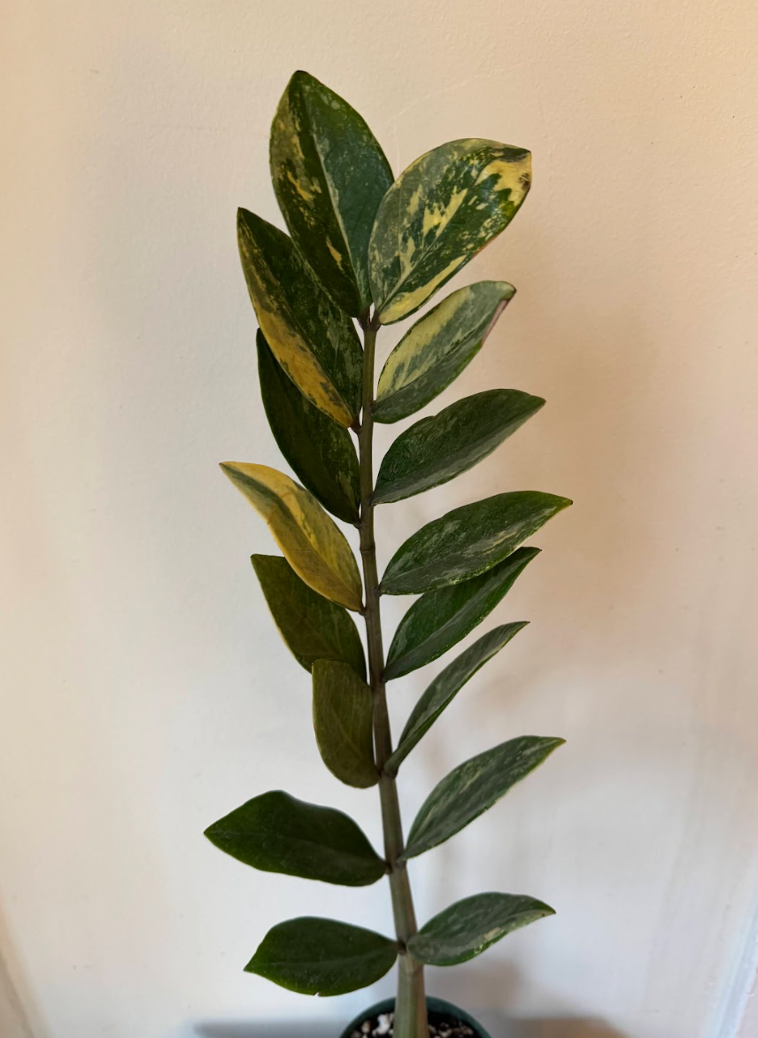 Zamioculcas zamiifolia "varieagata" - Variegated ZZ Plant