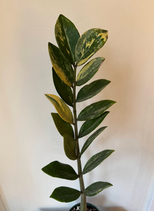 Zamioculcas zamiifolia "varieagata" - Variegated ZZ Plant