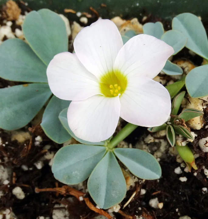 Oxalis flava var. lupinifolia