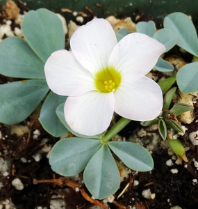 Oxalis flava var. lupinifolia