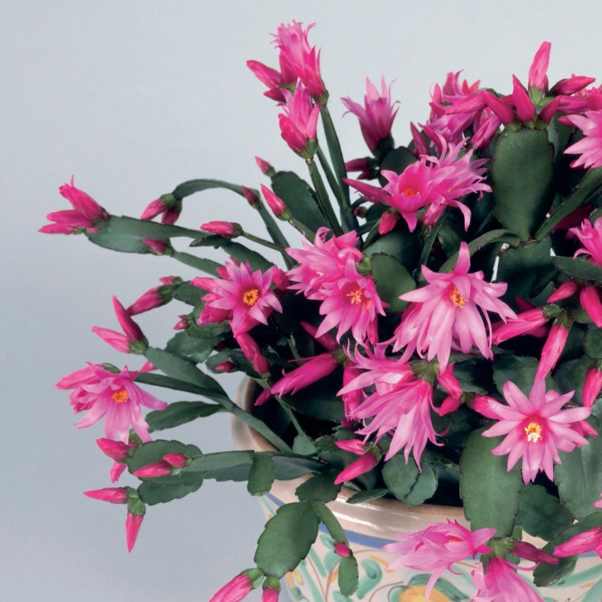 Rhipsalidopsis gaertneri (Spring Cactus or Easter Cactus)