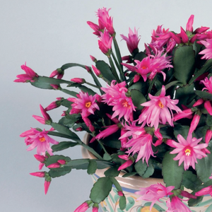 Rhipsalidopsis gaertneri (Spring Cactus or Easter Cactus)