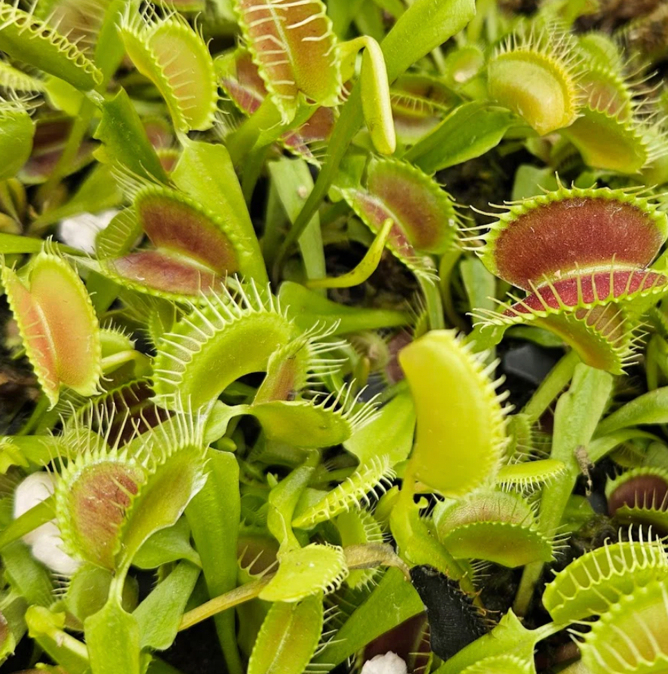Dionaea muscipula "Giant" (Venus Fly Trap)